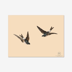 May include: Two brown and black swallows in flight against a light orange background.