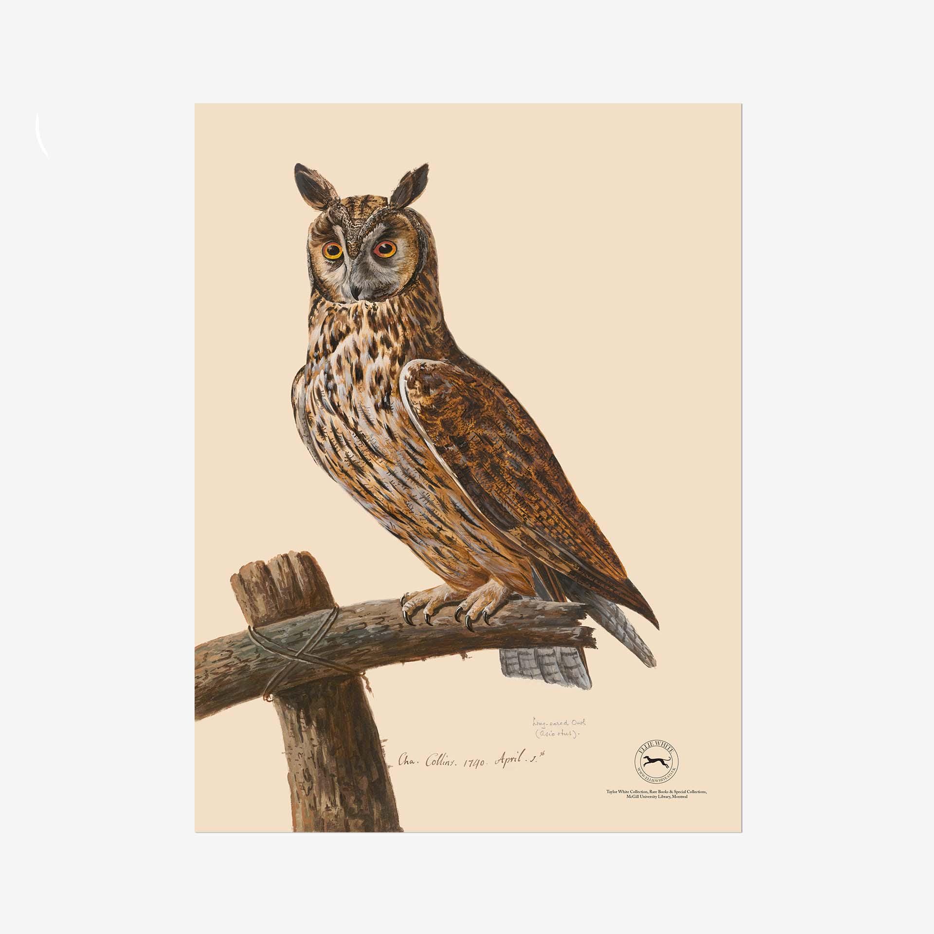 Long Eared Owl Fine Art Print - Giclée Printed On 310gsm Hahnemühle German Etching Fine 