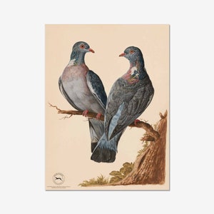 Wood Pigeon Fine Art Print - Giclée Printed On 310gsm Hahnemühle German Etching Fine Art Paper - Pigeon Print