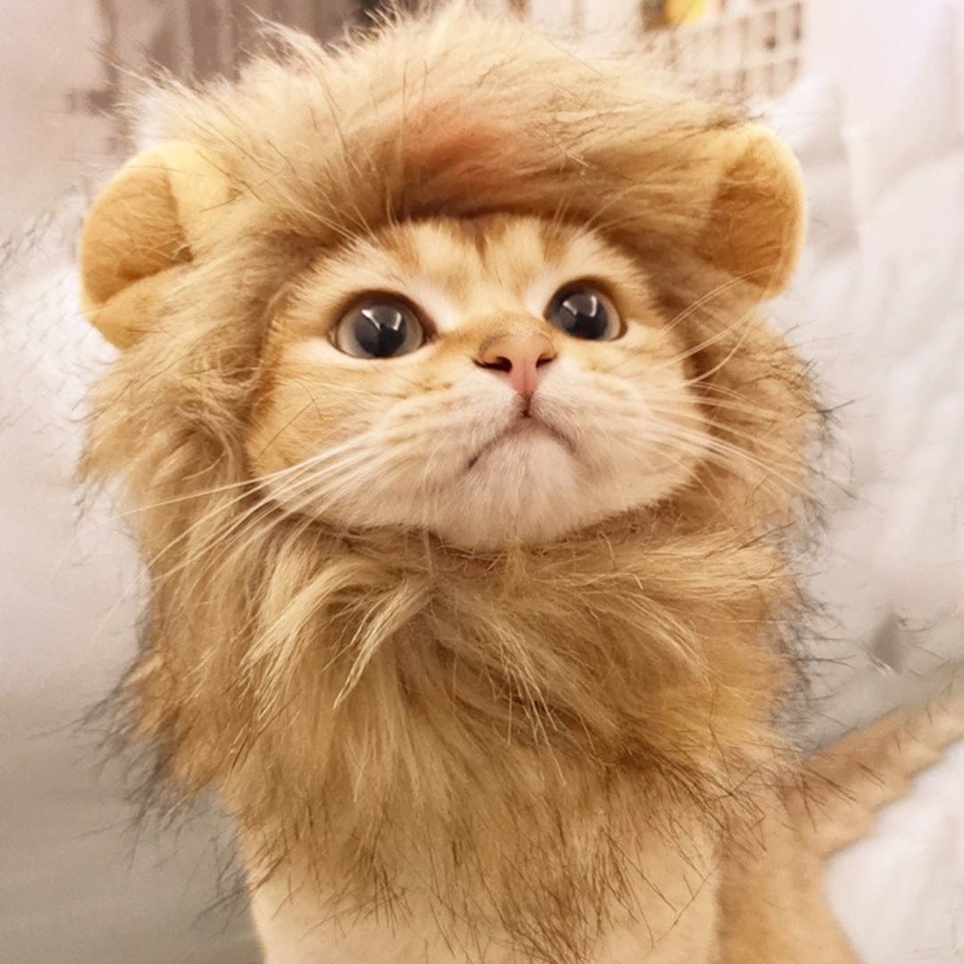 Cute Pet Cat Costumelion Mane Costumehalloween Lion Etsy Canada