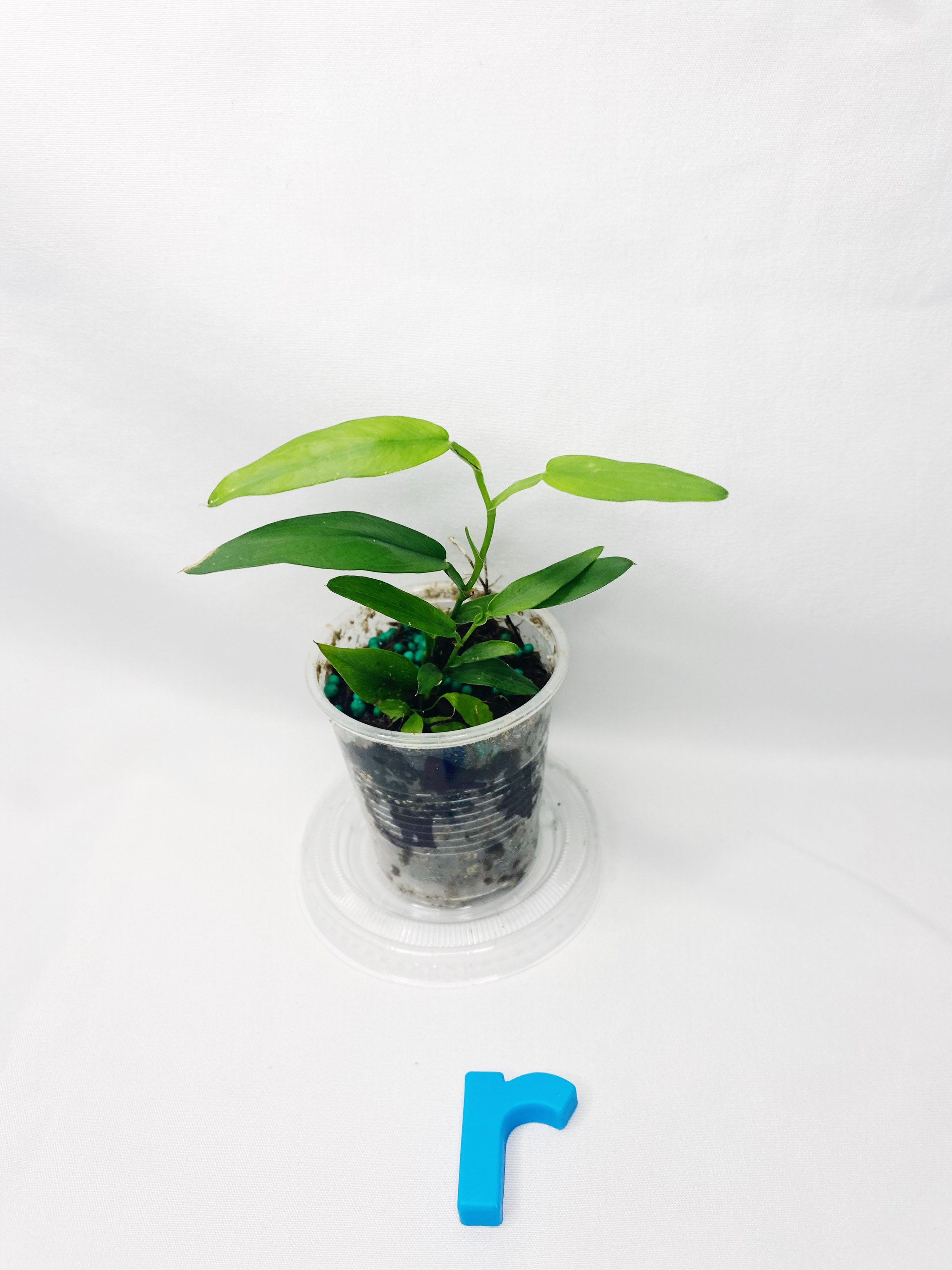 pothos devil's ivy Devil's Ivy  Pothos Plant (Epipremnum aureum)
