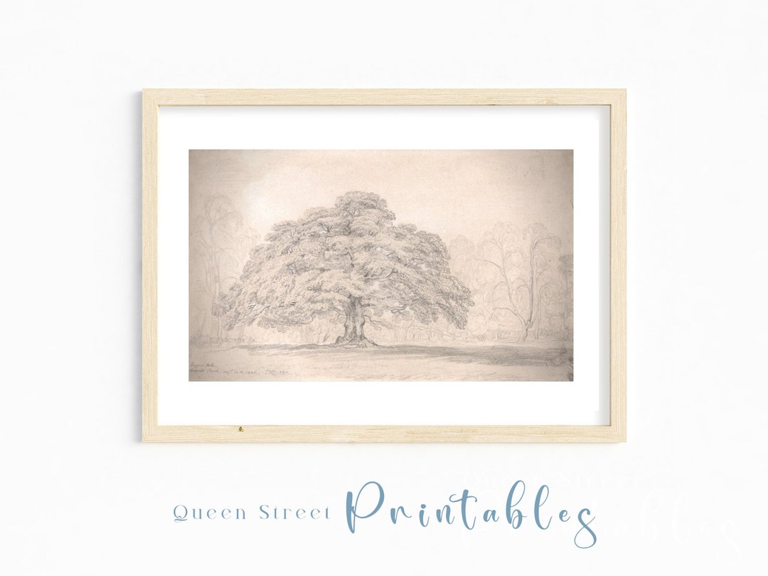Tree Landscape Print, Lone Oak Illustration, Antique Tree Sketch Office