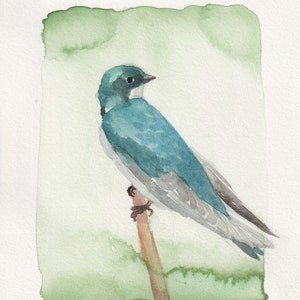 Tree Swallow Print
