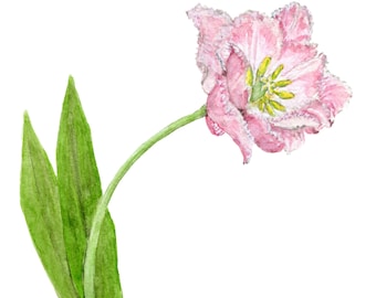 Print on Demand Pink Tulip