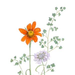 Print on Demand Tithonia & Scabiosa