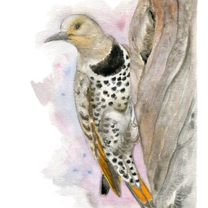 Northern Flicker Print