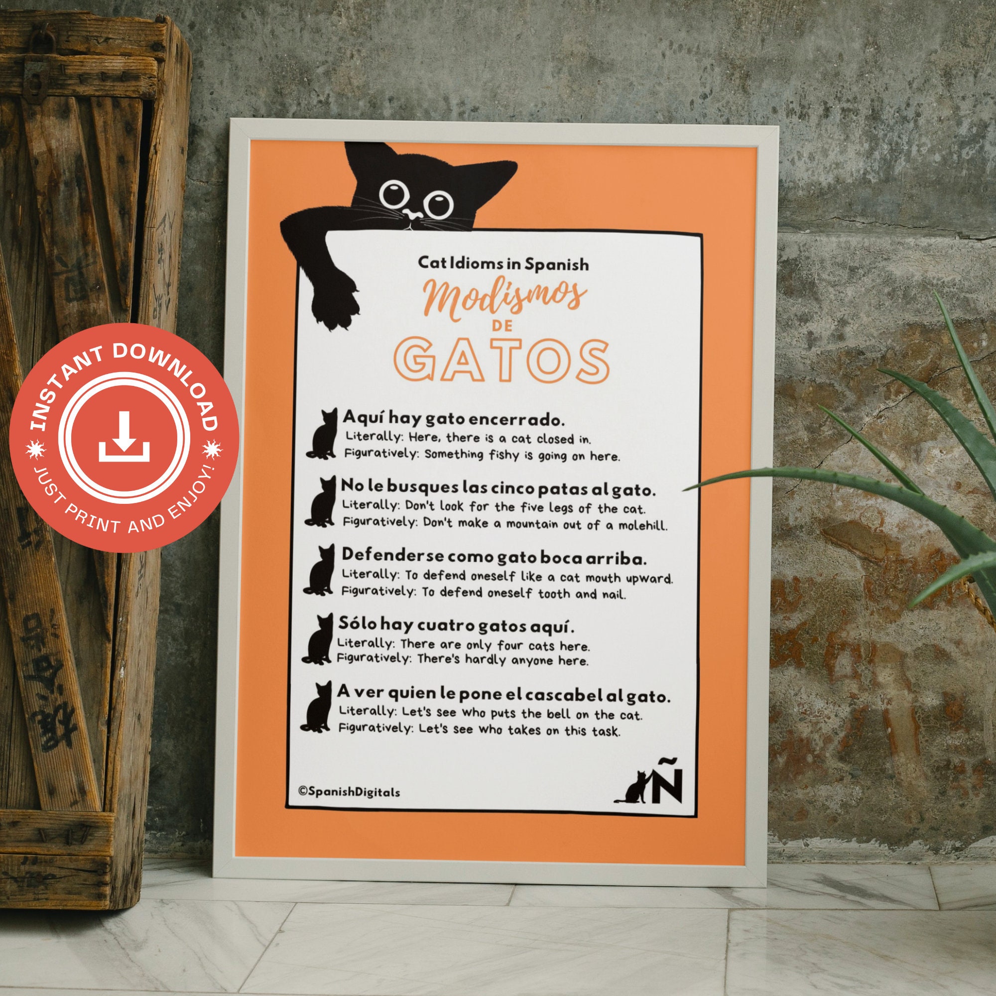 Cat Idioms - Funky English