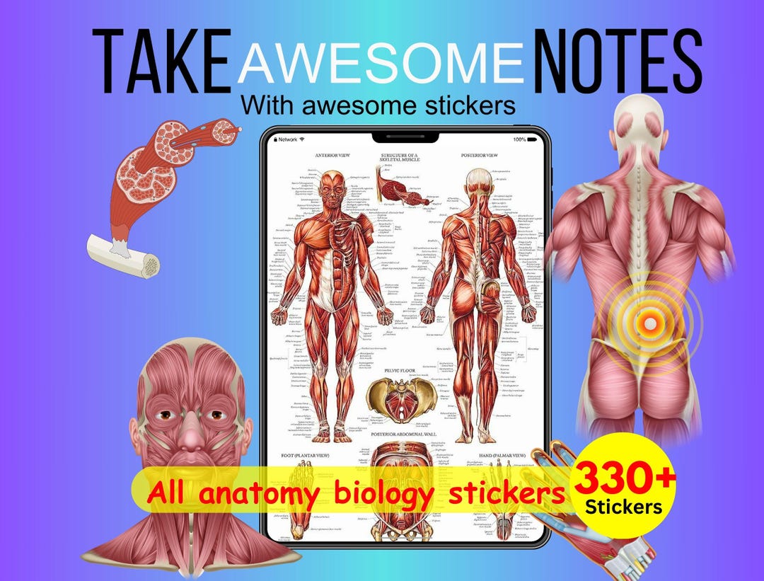 Anatomy & Physiology Digital Stickers: 330+ Medical Goodnotes Stickers ...