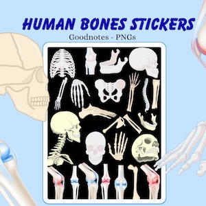 Human Bones Anatomy biology digital stickers , skeletal system stickers ,  anatomy Digital stickers , Goodnotes stickers , anatomy stickers