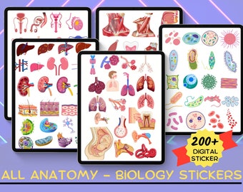 Anatomie biologie digitale stickers, voorgesneden menselijke lichaamsstickers, anatomie digitale stickers, Goodnotes stickers, anatomie stickers pack