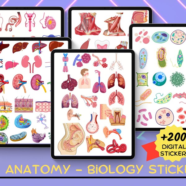 Goodnotes Anatomy Stickers Etsy Australia