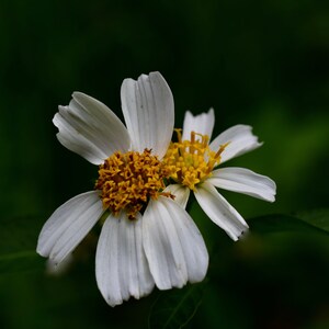 Small Flower