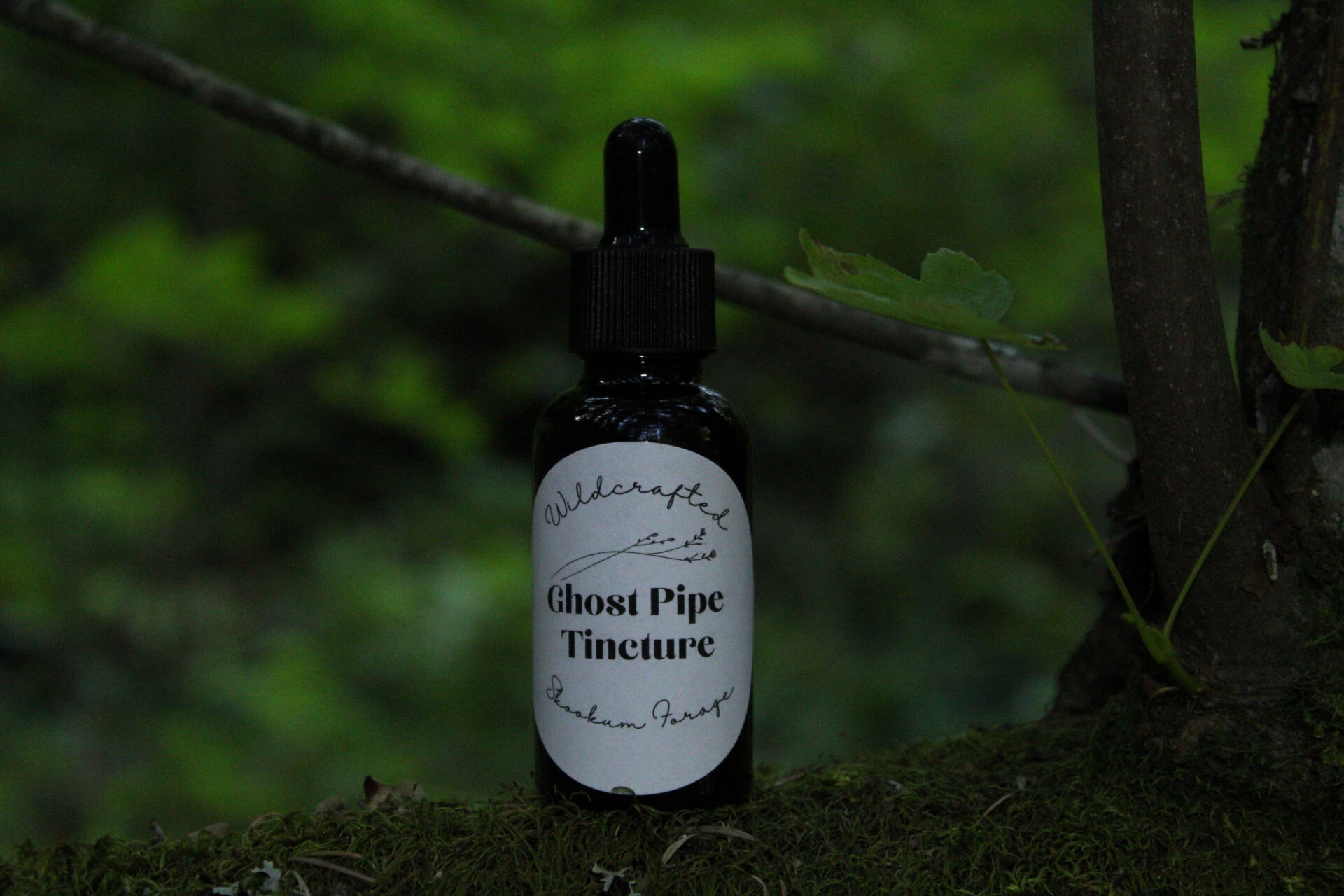 Ghost Pipe Tincture, Wildcrafted Vegan and Sustainable Etsy