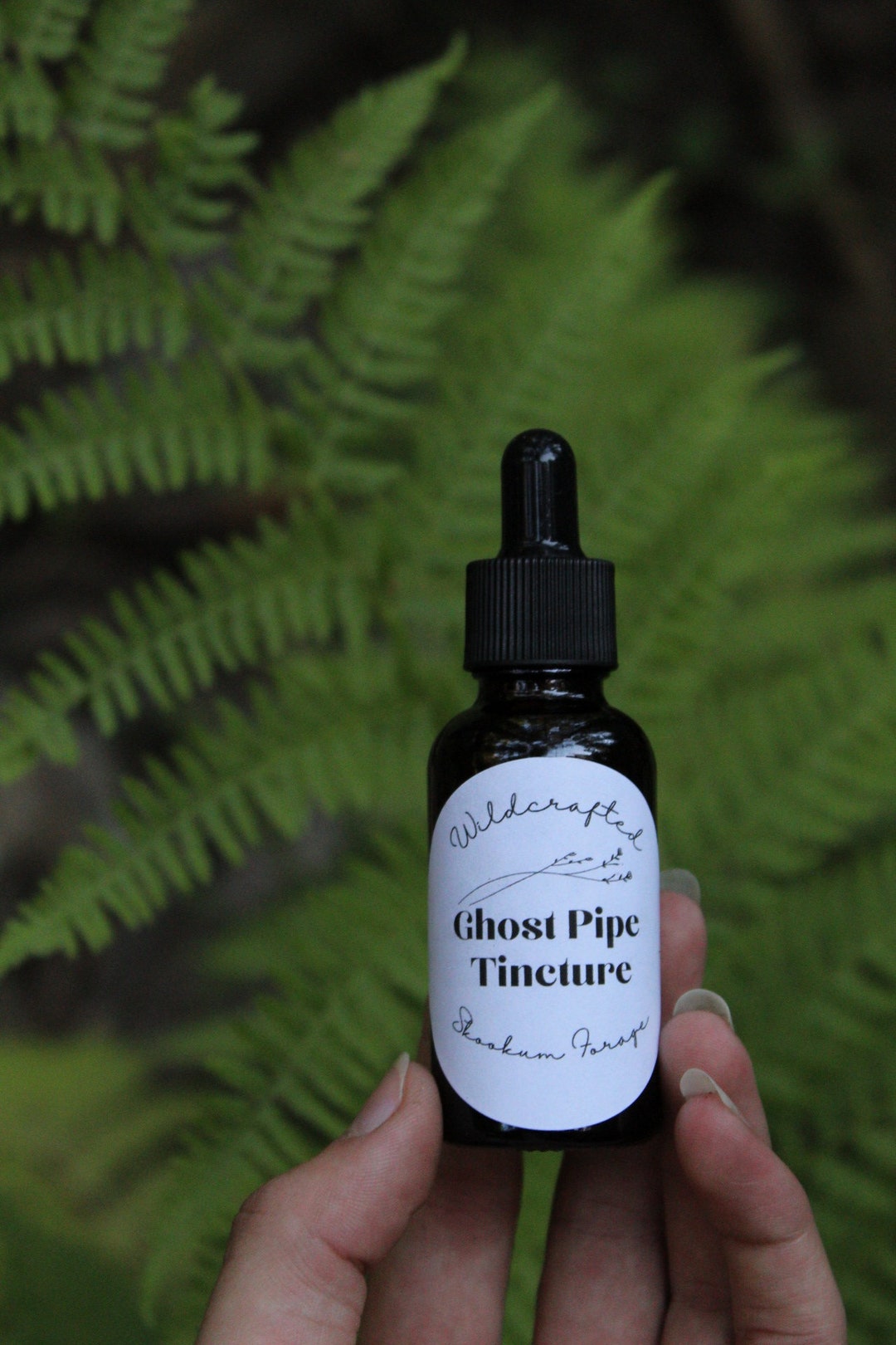 Ghost Pipe Tincture, Wildcrafted Vegan and Sustainable Etsy