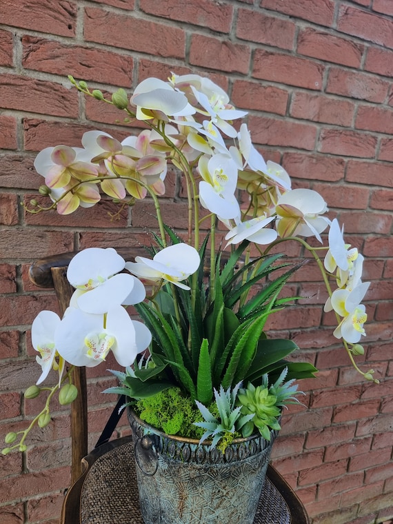 Exklusives Orchideen Arrangement im Dekotopf - Etsy.de
