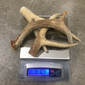 1lb Cheap Chews Deer & Elk Antler Dog Chew Mix-M/L LOT Bulk Fork Large SALE **J and M Antlers**