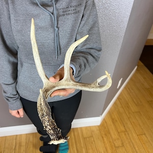 Whitetail Deer SELF-STANDING Small 5pt Antler Shed Wild Horns Elk Decor Antlers Sheds Rustic Decor