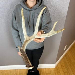 Whitetail Deer 5pt Antler SELF-STANDING Shed Wild Horns Elk Decor Antlers Sheds Rustic Decor