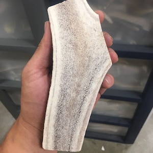 May include: A close-up of a light brown antler bone, showing the porous texture of the bone. The antler is held in a hand.