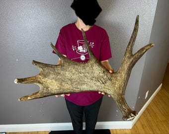 Moose Antler Shed Matched Horns Sheds Mount Carving Wild #1 Grade