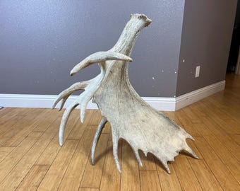 Big Freak Non-Typical Alaskan Moose Antler Shed Matched Horns Sheds Mount Carving Wild #1 Grade