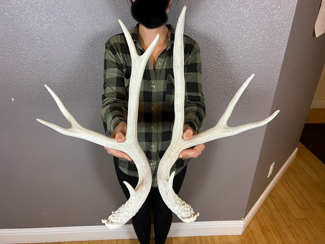 Matched Set Mule Deer Antlers Sheds 4x5 Wild Idaho Horns Etsy
