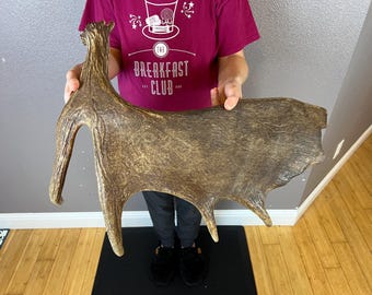 Moose Antler Shed Matched Horns Sheds Mount Carving Wild #1 Grade