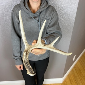 Whitetail Deer SELF-STANDING Small 5pt Antler Shed Wild Horns Elk Decor Antlers Sheds Rustic Decor
