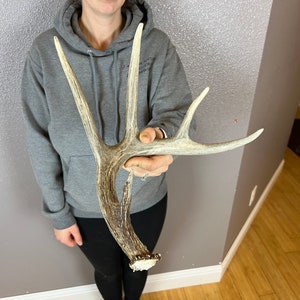 Whitetail Deer 5pt Antler SELF-STANDING Shed Wild Horns Elk Decor Antlers Sheds Rustic Decor