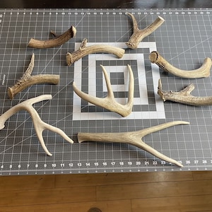 May include: A collection of eight white and brown deer antlers of varying sizes and shapes, arranged on a gray grid surface.