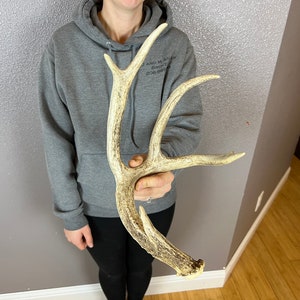 Whitetail Deer 5pt Antler SELF-STANDING Shed Wild Horns Elk Decor Antlers Sheds Rustic Decor