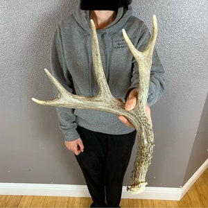 Whitetail Deer 6pt Antler Shed Wild Horns Elk Decor Antlers Sheds Rustic Decor