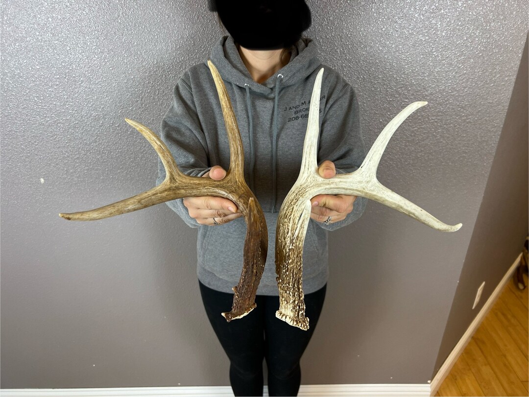 Two 4pt Whitetail Deer Antlers Sheds WILD IDAHO Horns Rustic Etsy