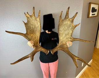 Moose Antler Shed SET Matched Horns Sheds Mount Carving Wild #1 Grade