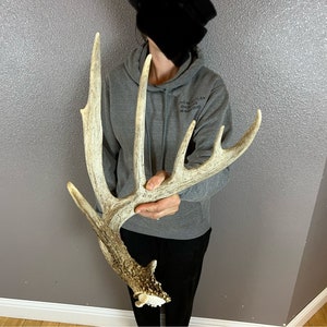 Whitetail Deer 6pt Antler Shed Wild Horns Elk Decor Antlers Sheds Rustic Decor