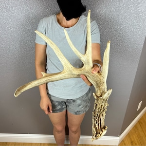 Whitetail Deer Antler Shed Wild Horns Elk Decor Antlers Sheds Rustic Decor