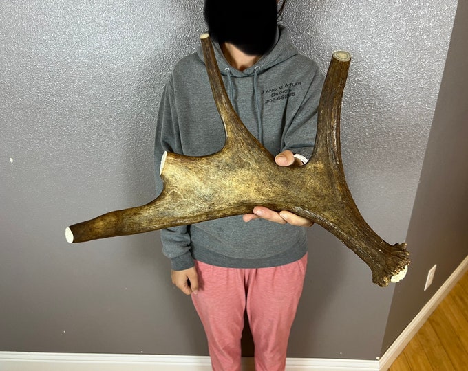 1 Huge JUMBO Whole Moose Antler Dog Chew Sale Select MASSIVE Colossal