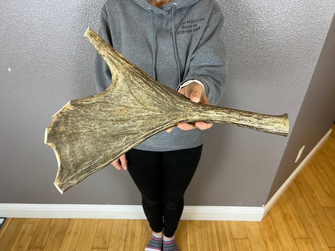 1 Huge JUMBO Whole Moose Antler Dog Chew Sale Select MASSIVE Colossal