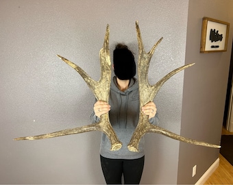 Moose Antler Shed SET Matched Horns Sheds Mount Carving Wild Idaho #1 Grade