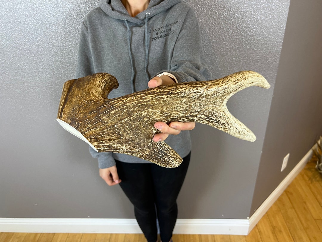 1 Huge GIANT Moose Antler Dog Chew Sale Select MASSIVE Etsy