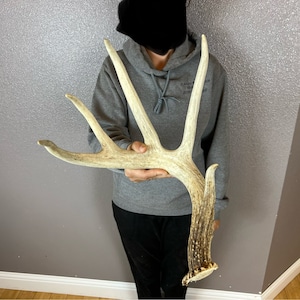 BIG Whitetail Deer 6pt SELF-STANDING Antler Shed Wild Horns Elk Decor Antlers Sheds Rustic Decor