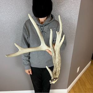 Whitetail Deer 8pt Antler Shed Wild Horns Elk Decor Antlers Sheds Rustic Decor 88”+
