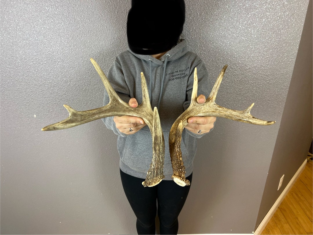 Two 5pt Whitetail Deer Antlers Sheds WILD IDAHO Horns Rustic Etsy