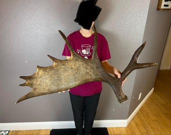 Big Moose Antler Shed Matched Horns Sheds Mount Carving Wild #1 Grade