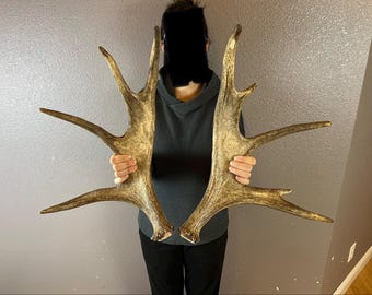 Small Moose Antler Shed SET Matched Horns Sheds Mount Carving Wild