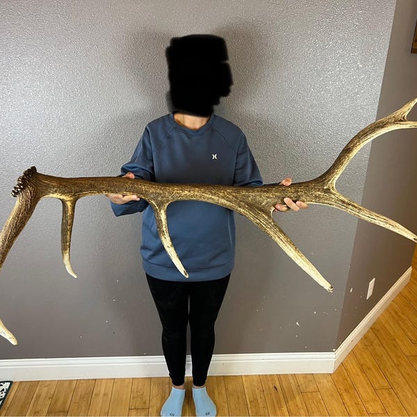 May include: A large, naturally shed elk antler, showcasing a rich brown color with lighter tips. The antler is held up, displaying its impressive size and intricate branching structure. A unique piece for rustic decor.