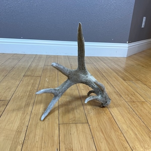 Whitetail Deer 7pt SELF-STANDING Antler Shed Wild Horns Elk Decor Antlers Sheds Rustic Decor
