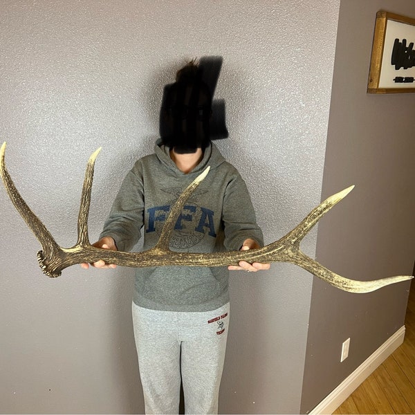 ELK SHED 5pt Self-Standing Antler Wild Idaho Horn deer Moose