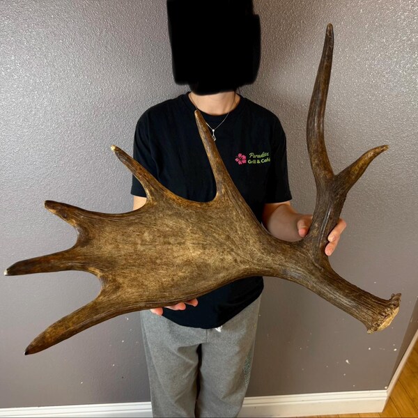 May include: A large, naturally shed moose antler, showcasing a rich brown color with lighter tips. The antler has multiple tines and a broad, palmated section, ideal for rustic decor or taxidermy projects.