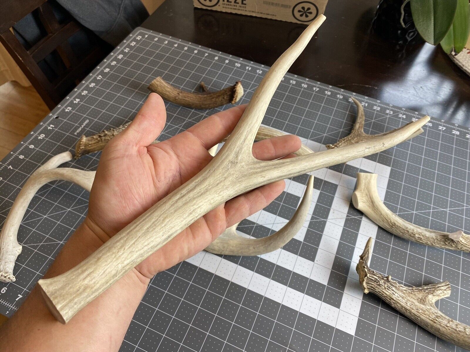 High Country Antlers Grade A Super Dense Brown JUMBO Mule Deer Antler Dog Chew - For Aggressive Chewers (Rottweiler, Etc.)